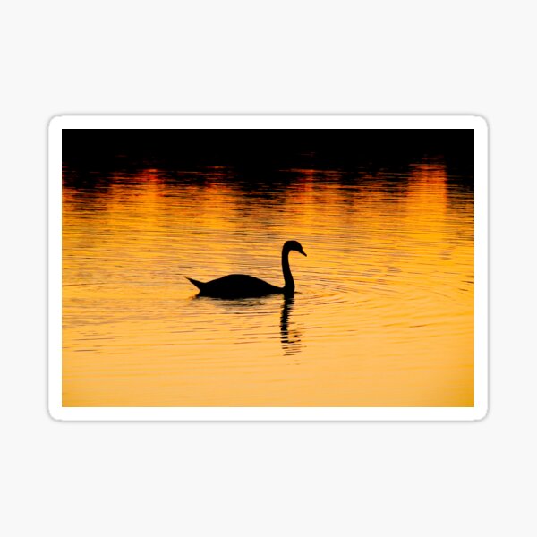 Swan lake - Nature inspired designs Sticker