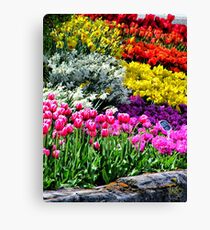 Colorful Tulips Canvas Print
