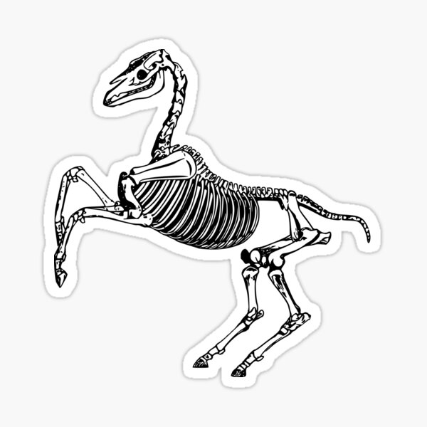 Horse Skeleton Stickers Redbubble