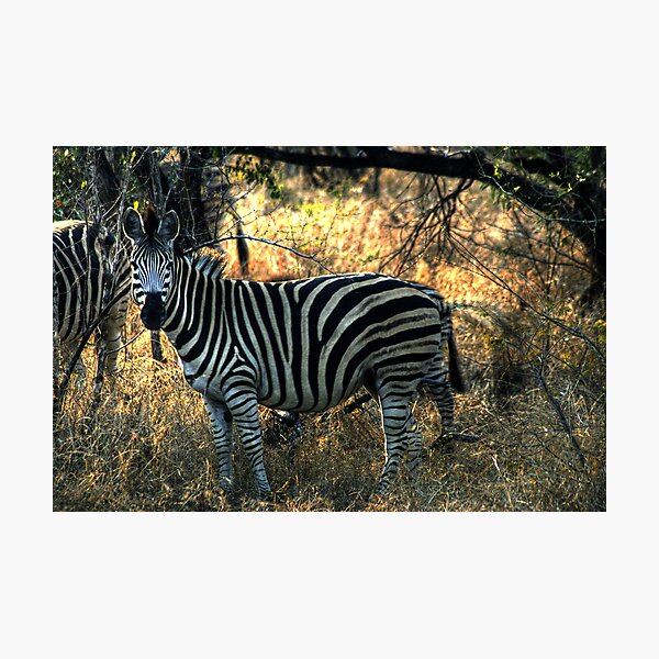Item preview, Zebra in Kruger designed and sold by chrismcloughlin.