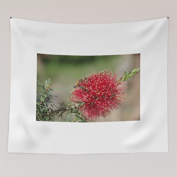 Item preview, Callistemon glaucus designed and sold by lezvee.