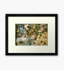 bush colours Framed Print