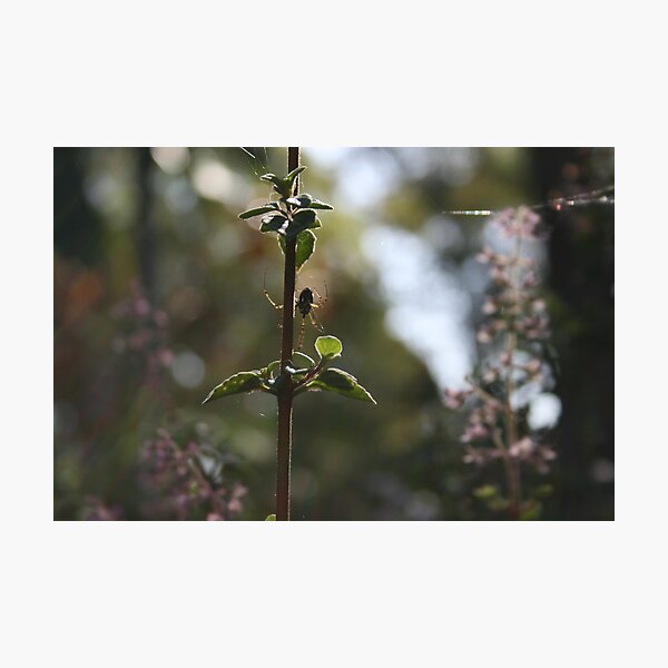 Item preview, Spider making his web designed and sold by Adoni.
