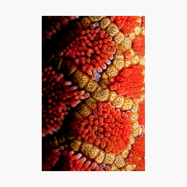 Item preview, Mosaic Detail. designed and sold by James Peake Nature Photography..