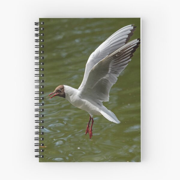 Item preview, Black Headed Gull (Chroicocephalus ridibundus) 1 designed and sold by DonMc.