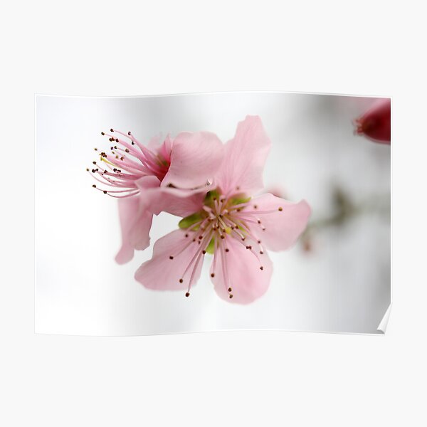 Blossom Poster