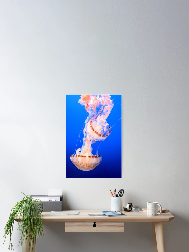 Thumbnail 2 of 3, Poster, Two Jellies designed and sold by Tracy Engle.