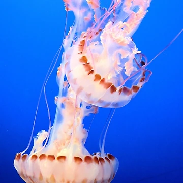Artwork thumbnail, Two Jellies by Tracy Engle