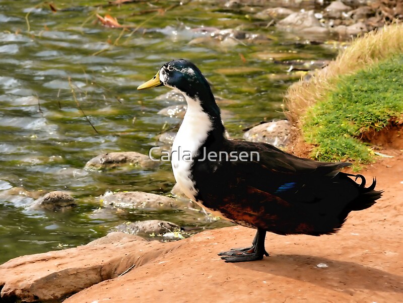 "Contemplating The Meaning Of Life " by Carla Jensen Redbubble