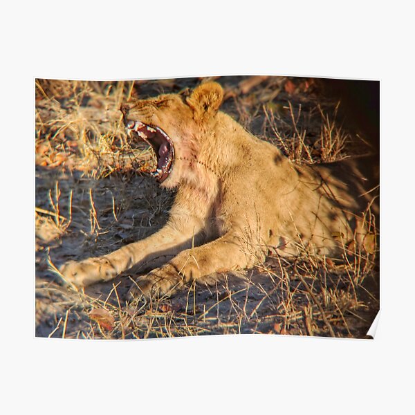 Roaring lioness Poster