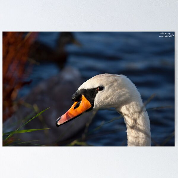 Item preview, Mute Swan (Cygnus olor) designed and sold by John Murphy.