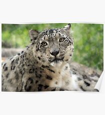 Snow Leopard Poster