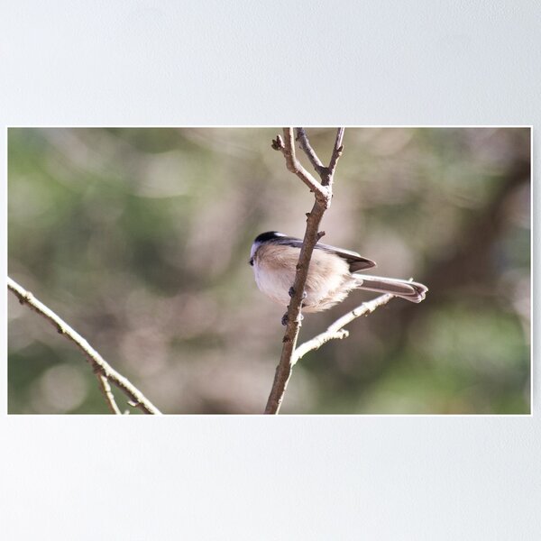 Item preview, Pastel Bird designed and sold by Jacob Schouten.