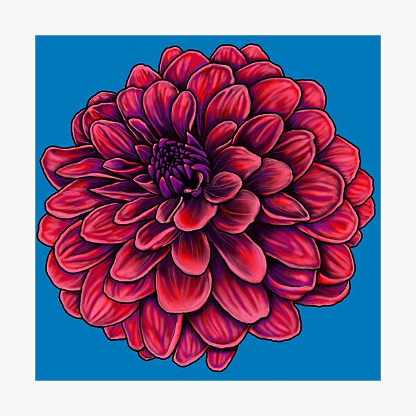 Dahlia Photographic Print