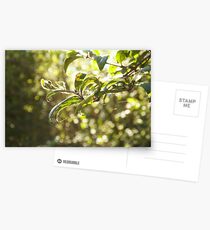 Gold Blatt Postkarten