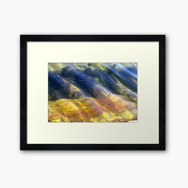 Little Fish Framed Art Print