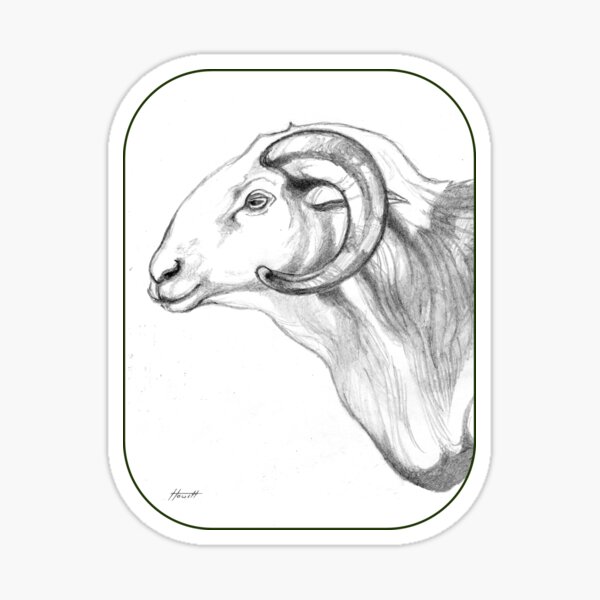 Item preview, Damara Ram Sheep designed and sold by Patricia Howitt.