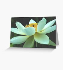 Nelumbo nucifera Greeting Card