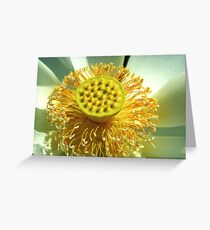Nelumbo nucifera Greeting Card