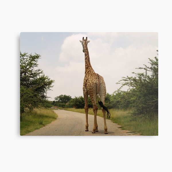Giraffe On The Road Metal Print
