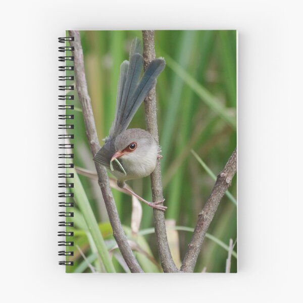 Item preview, A female Variegated Fairy-Wren designed and sold by Lyle McNamara.