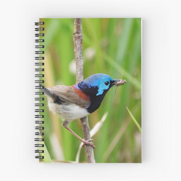 Item preview, Variegated Fairy-Wren designed and sold by Lyle McNamara.