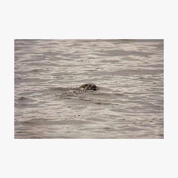 Item preview, An otter fishing in the Quoile pondage designed and sold by Jon Lees.
