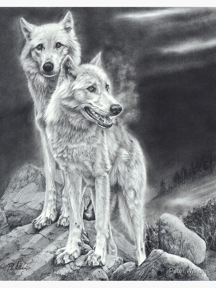 Lámina rígida «Sombras de luna - cachorros de lobo - dibujo a lápiz» de  Mightyfineart | Redbubble