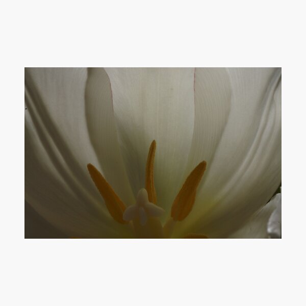 Inside the Tulip (2) Photographic Print