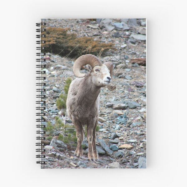 Item preview, Wary Ram designed and sold by Alyce Taylor.