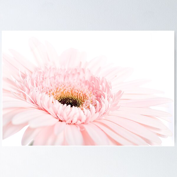 Artikelvorschau, High Key Gerbera Daisy entworfen und verkauft von Chesil.