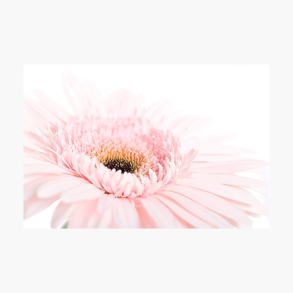 Artikelvorschau, High Key Gerbera Daisy entworfen und verkauft von Chesil.