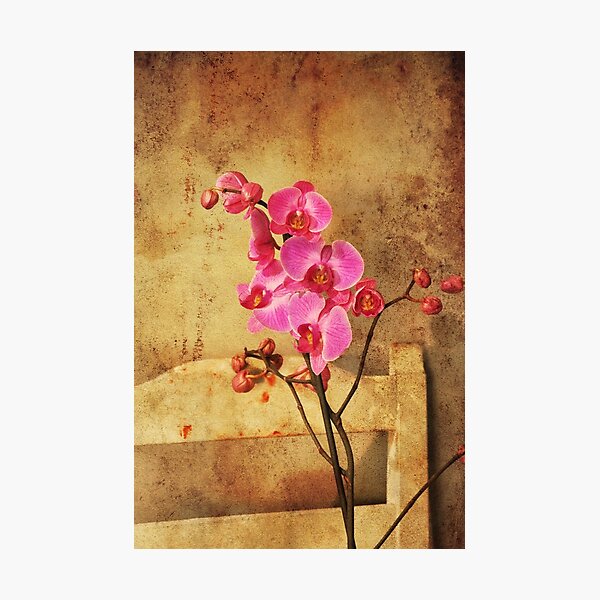 Artikelvorschau, Pink orchid entworfen und verkauft von Anki Hoglund.