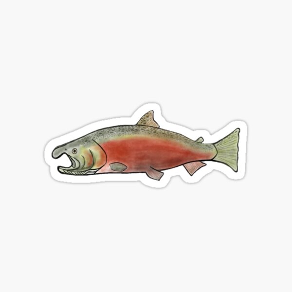Echo Rods Sticker Decal Fly Fishing Trout Sage Simms Trout Salmon Rainbow Blue