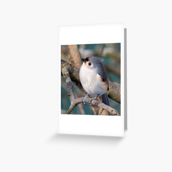 Item preview, Tufted Titmouse designed and sold by KathleenRinker.