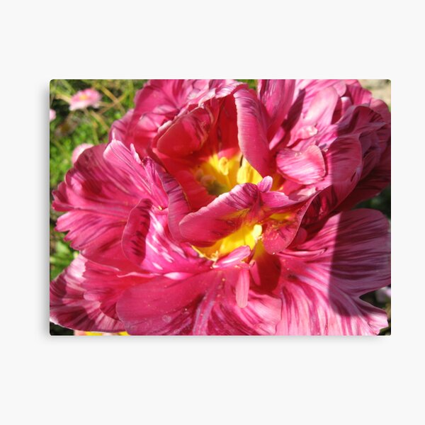 Full blown Canvas Print