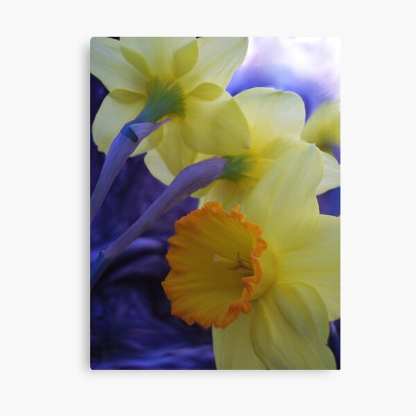 Daffys Canvas Print