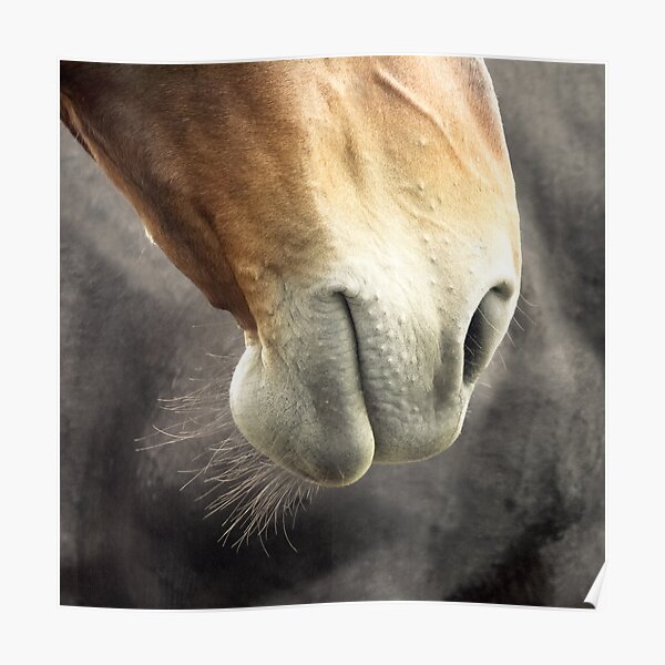 Horse mouth Poster