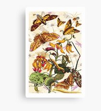 Insect Life Canvas Print