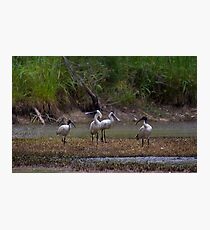 We are friend Photographic Print