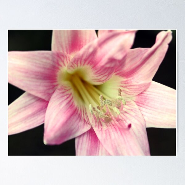 Item preview, Pink designed and sold by Sarah Jennings.