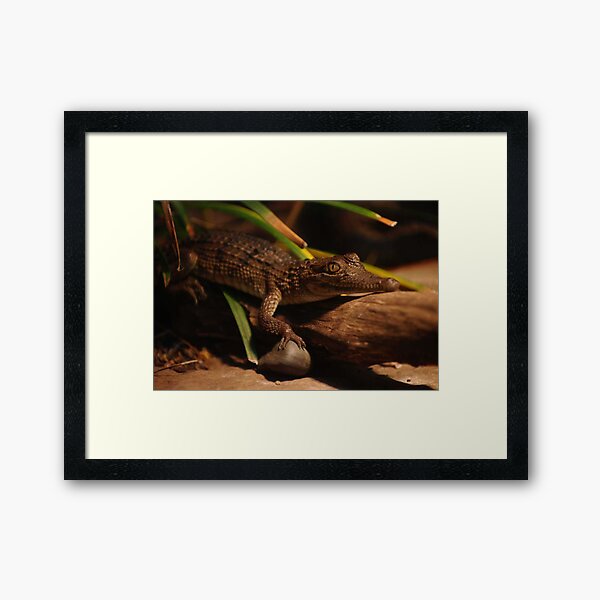 Crocodile Looking At You Too Framed Art Print