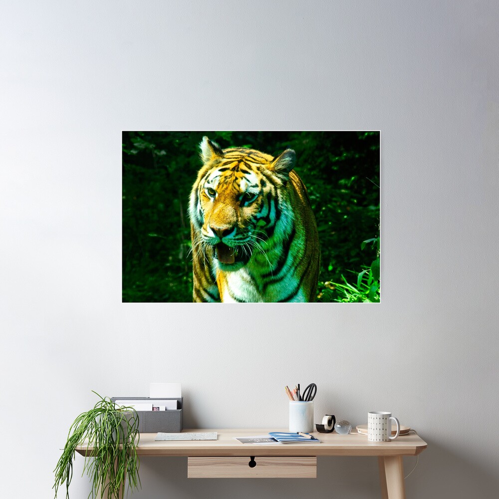 Tiger Poster