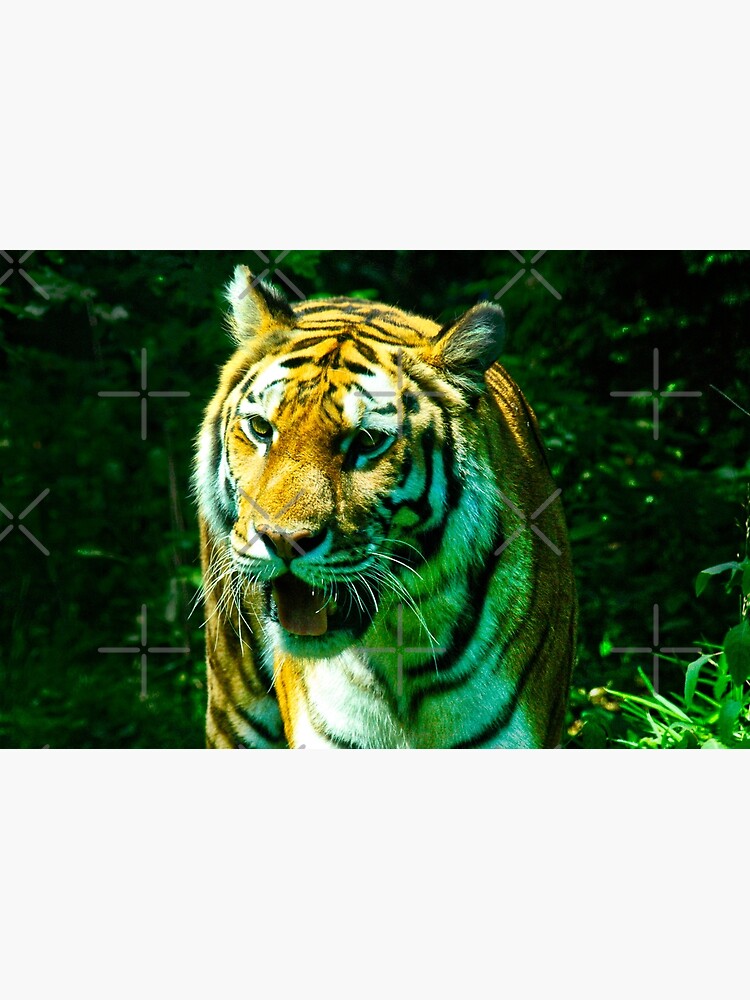 Tiger by planet-eye