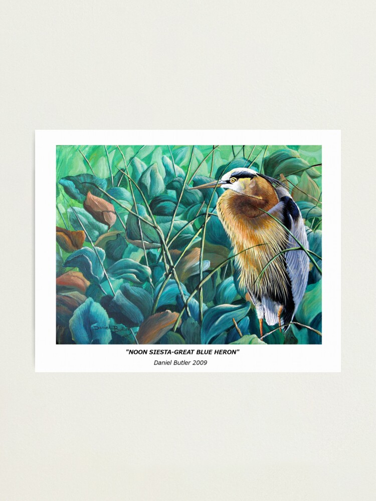 Alternate view of "Noon Siesta-Great Blue Heron" Photographic Print