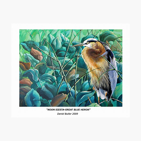 "Noon Siesta-Great Blue Heron" Photographic Print
