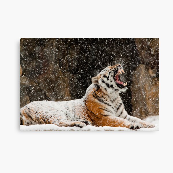 Screaming At The Sky Canvas Print
