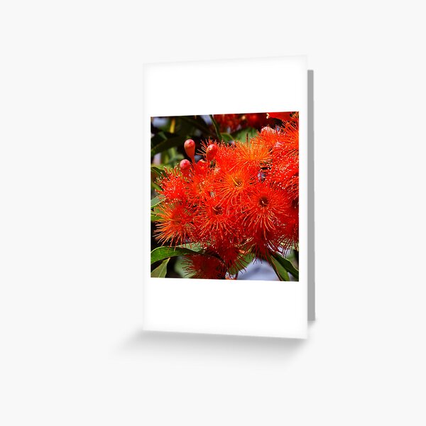 Flowering Gum Greeting Card