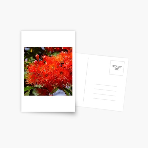 Flowering Gum Postcard