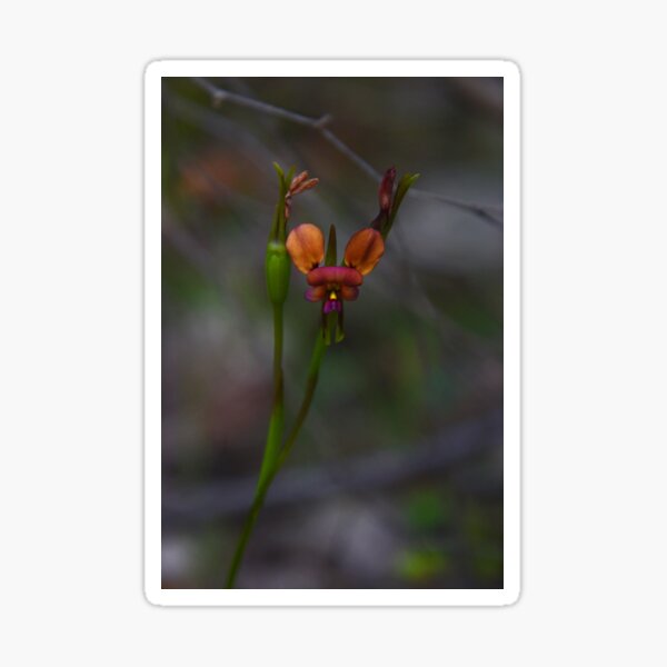 Regalos y productos: Orqu%c3%addea Silvestre Flor Naranja | Redbubble